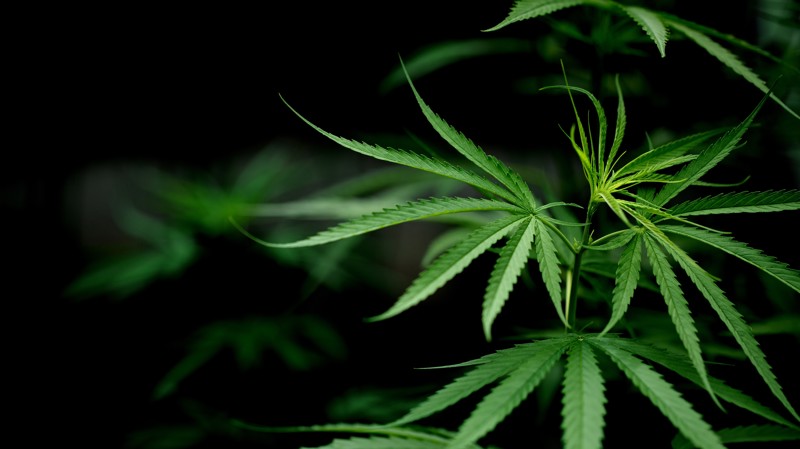 Mudanças da Anvisa trazem previsibilidade e abrem caminho para ampliar acesso com base científica.