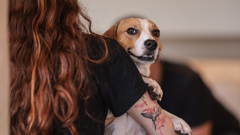 O autor defende que a medida impede que o agressor use o animal para ameaçar ou intimidar a vítima.