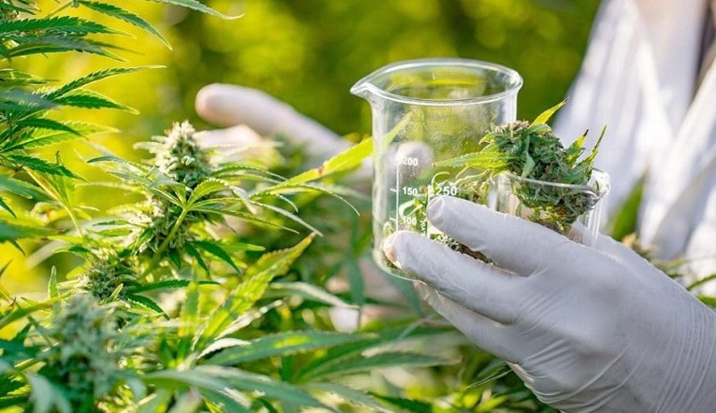 Nova regulamentação da Anvisa permite exportação de produtos à base de cannabis.