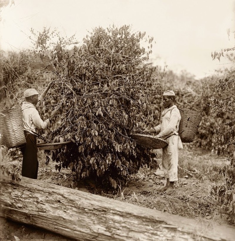 Escravizados na colheita de café em 1882 no interior do Estado do Rio de Janeiro.