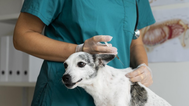 Projeto concede porte de arma a veterinários.