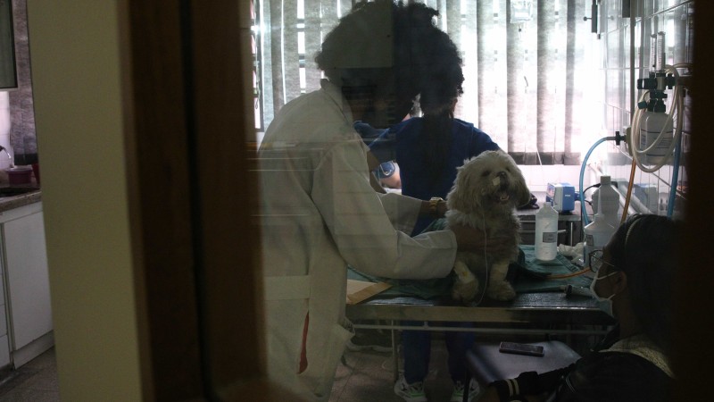 O projeto cita riscos à saúde animal e à saúde pública.