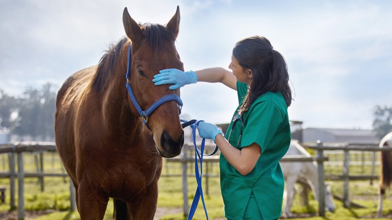 Proposta concede porte de arma a médicos veterinários.