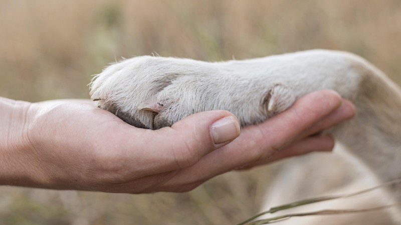 A circulação de violência extrema contra animais em plataformas digitais envolve adolescentes, anonimato e redes organizadas de conteúdo criminoso.