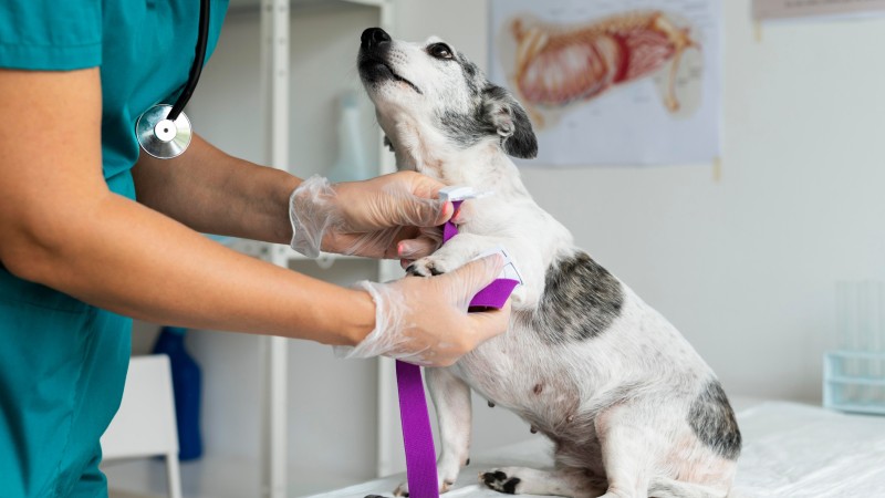 A proposta permite que empresas custeiem atendimento veterinário sem impacto salarial.