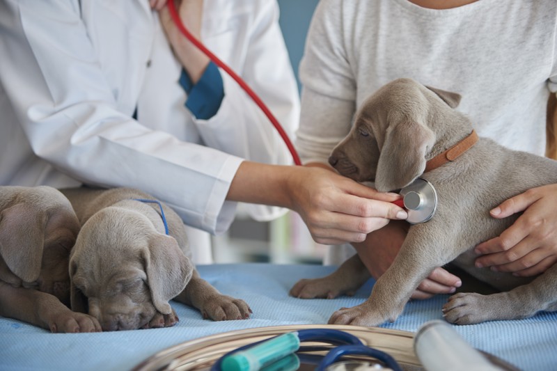 Proposta busca reconhecer riscos enfrentados por profissionais da saúde animal.