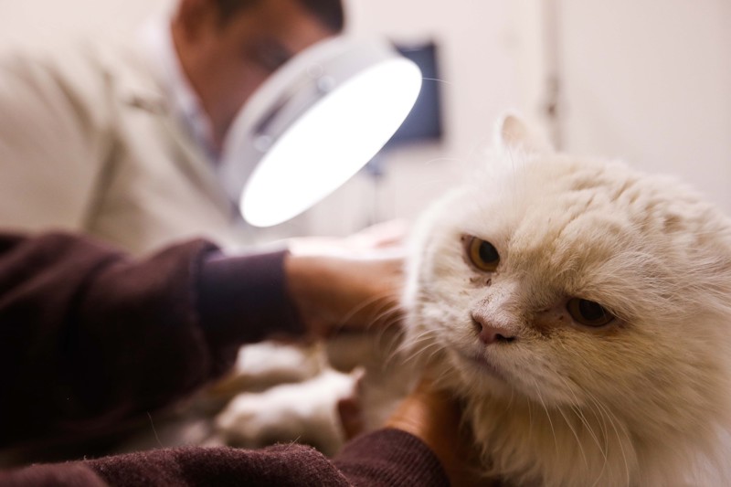A partir desta segunda-feira, quem for flagrado exercendo a medicina veterinária poderá pegar até dois anos de prisão.