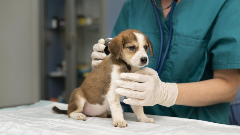 Proposta estabelece piso salarial para veterinários e zootecnistas.