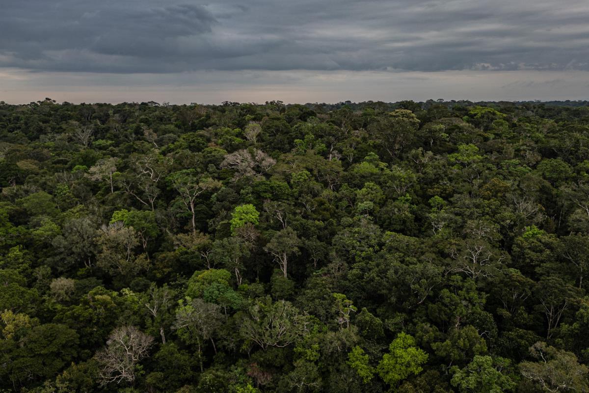 Unidade global, defesa das florestas e revisão de metas são pontos de destaque na carta de intenções publicada pelo presidente-designado da COP30, André Aranha Corrêa do Lago.