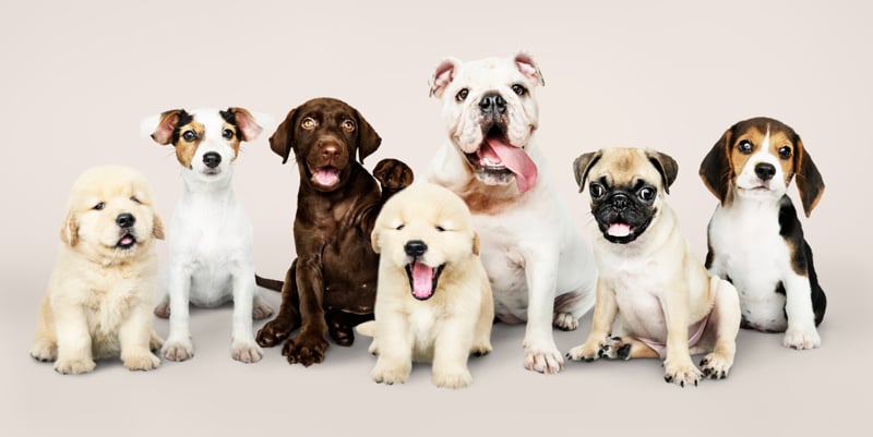 Lançada no Congresso a Agenda Legislativa Animal 2025.