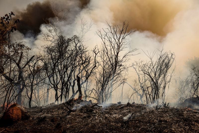 Cerrado foi o bioma que registrou maior área desmatada em 2024.