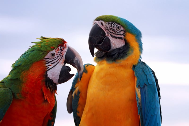 Projeto poderá beneficiar animais domésticos e silvestres.
