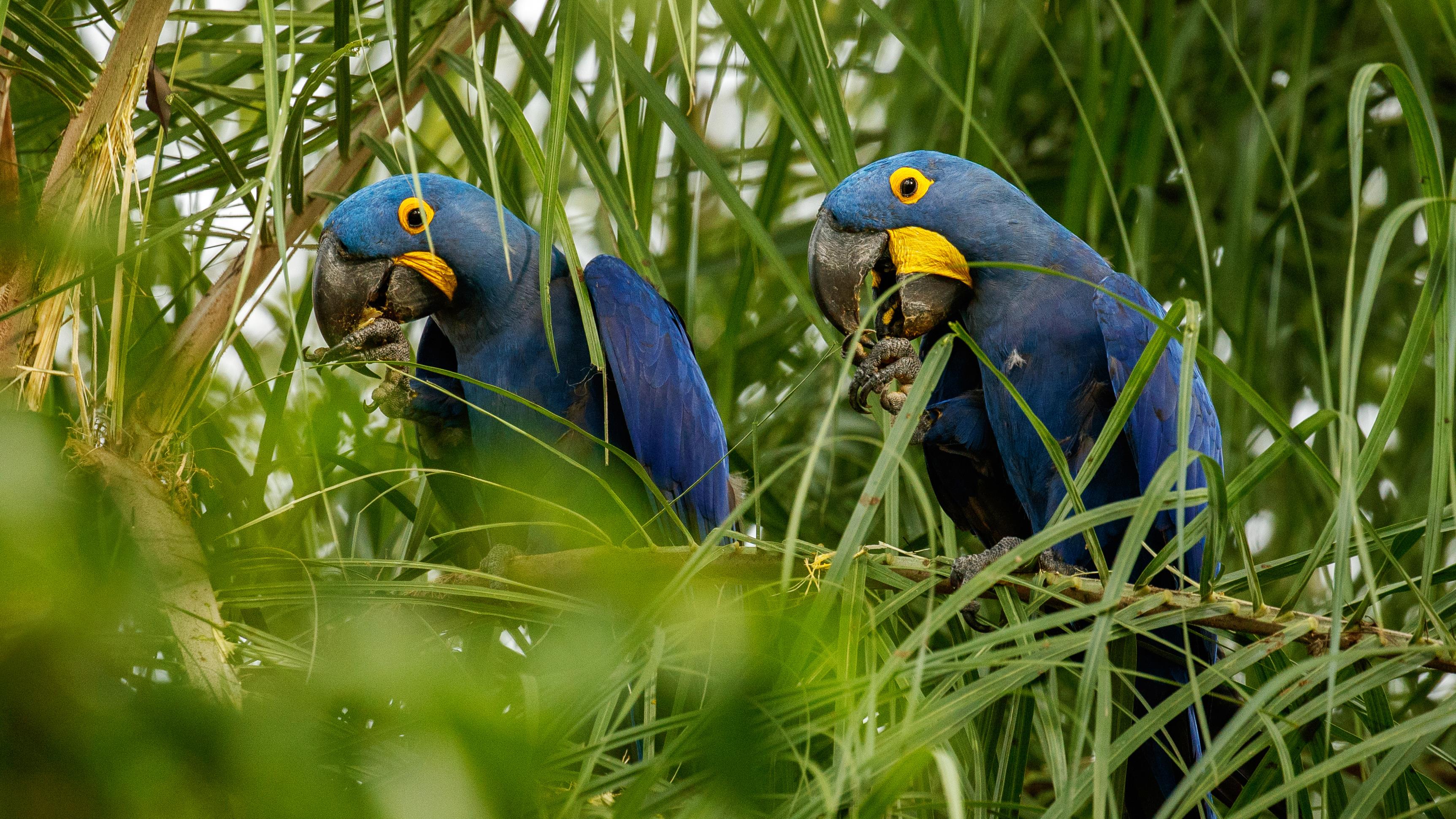 País que abriga uma das maiores biodiversidades do mundo precisa investir em quem está na linha de frente da preservação.
