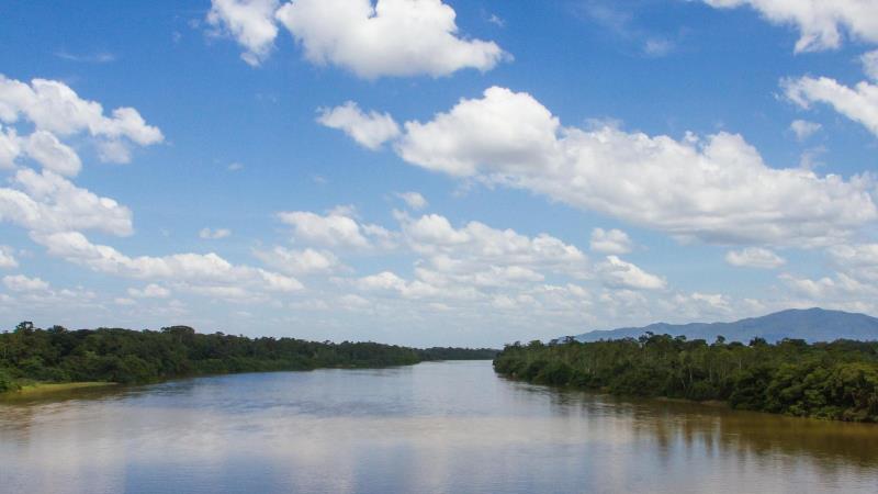 Se a floresta cair, não há futuro.