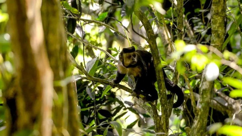 Espécies como o Muriqui-do-norte ganham novas estratégias de preservação com plano que prevê ações até 2030 na Mata Atlântica.