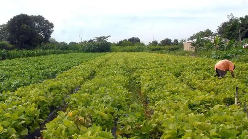 Campo.