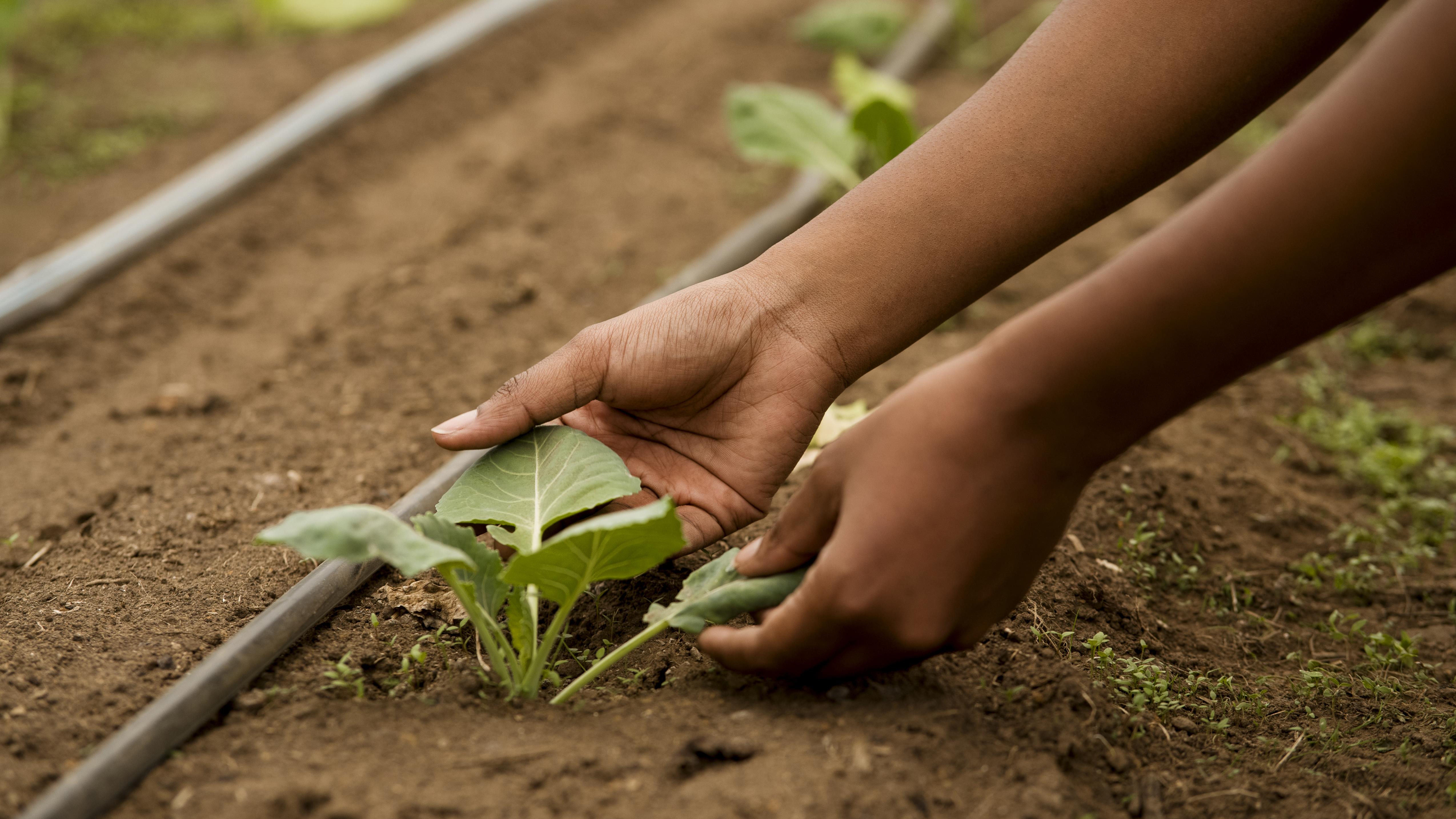 Iniciativa propõe cardápio agroecológico na COP30 e insere o debate alimentar no centro das decisões climáticas.