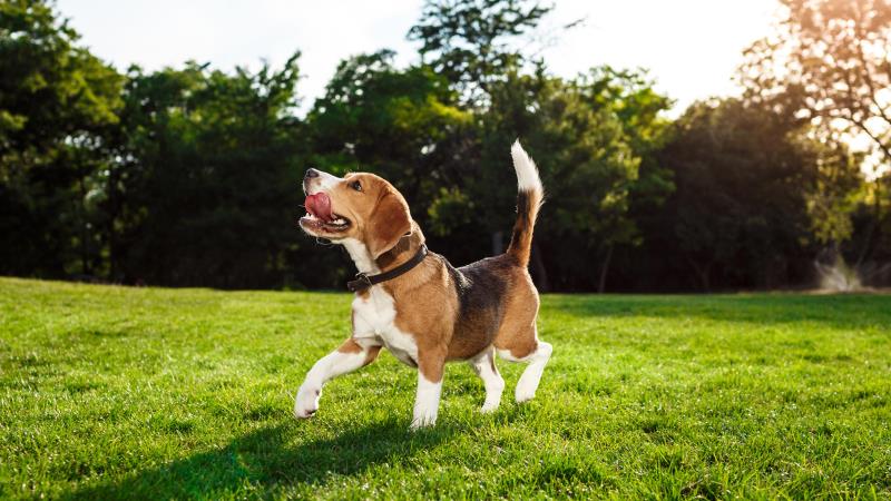 Iniciativa abrange todos os tutores de pets e prevê atualização anual pelo IPCA.