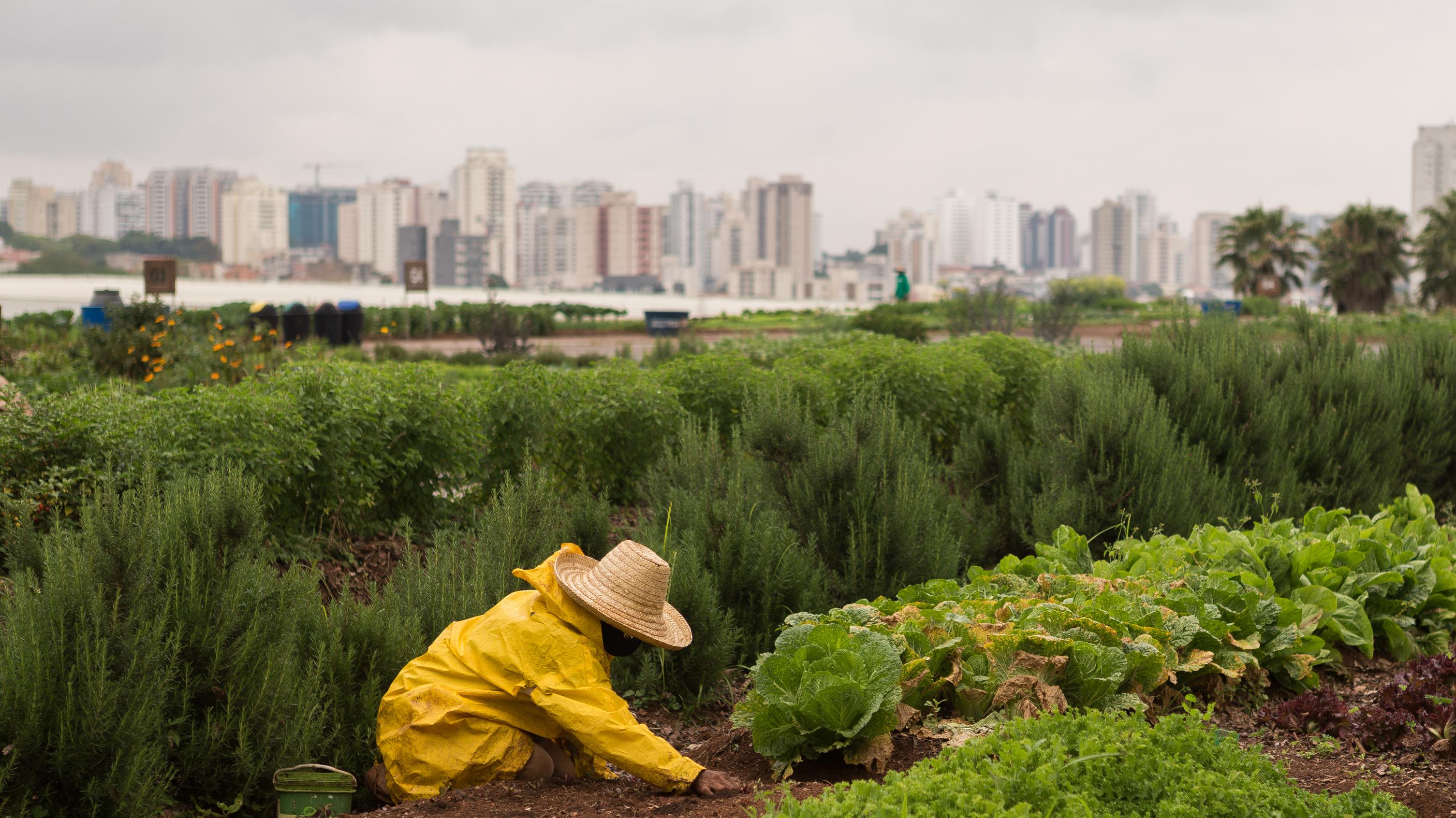 Famílias de baixa renda podem ganhar acesso a terrenos da União para cultivo de alimentos.