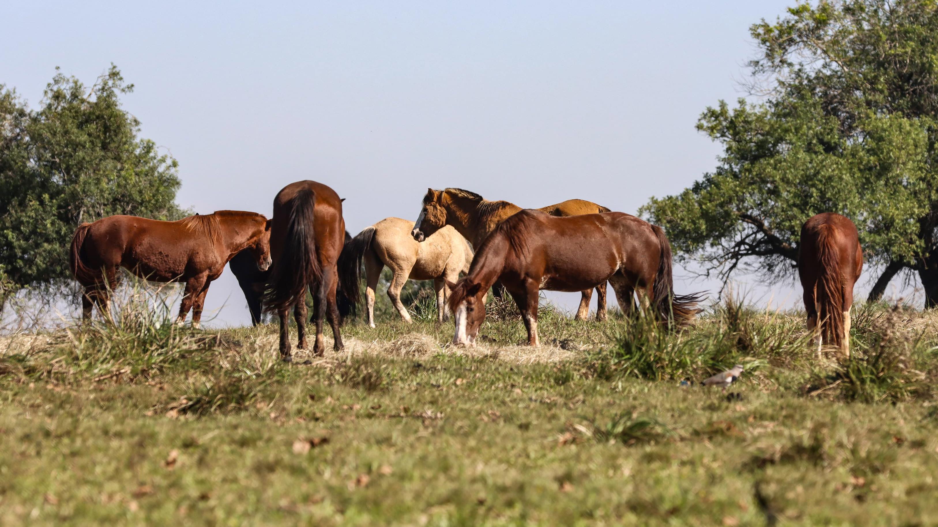 O crime contra o cavalo em Bananal (SP) incentivou a proposta.
