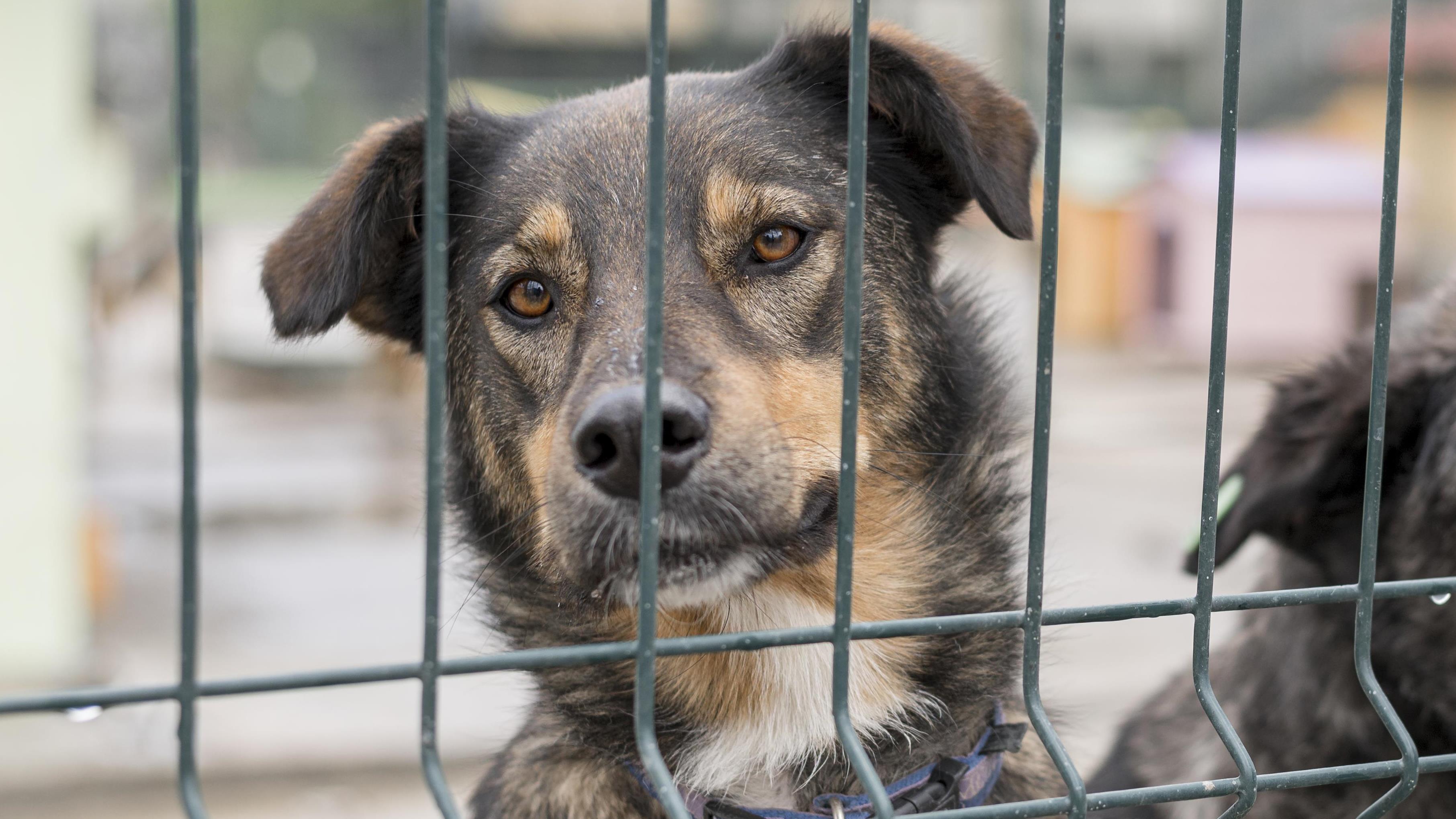 Texto altera o Código Penal para coibir práticas criminosas contra animais.