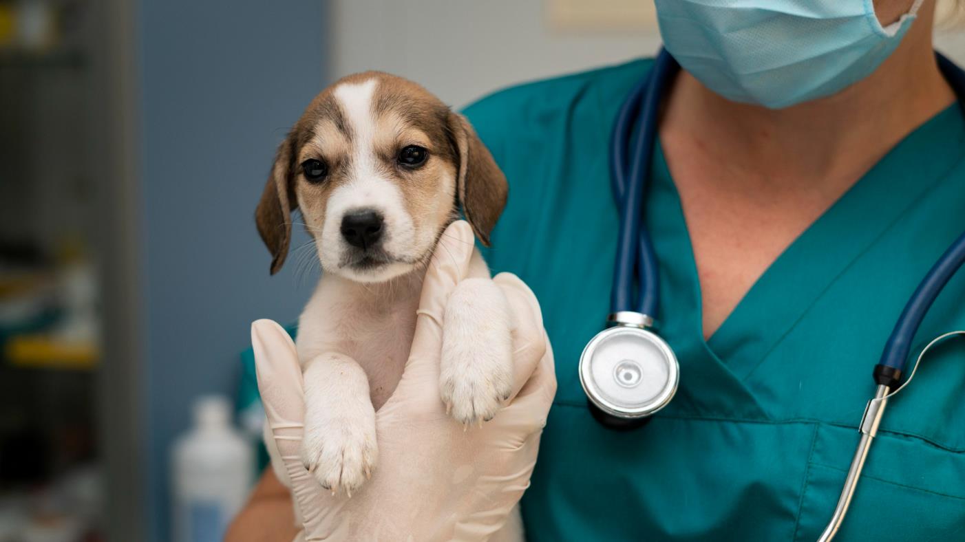 Projeto criminaliza exercício ilegal da profissão de médico veterinário.