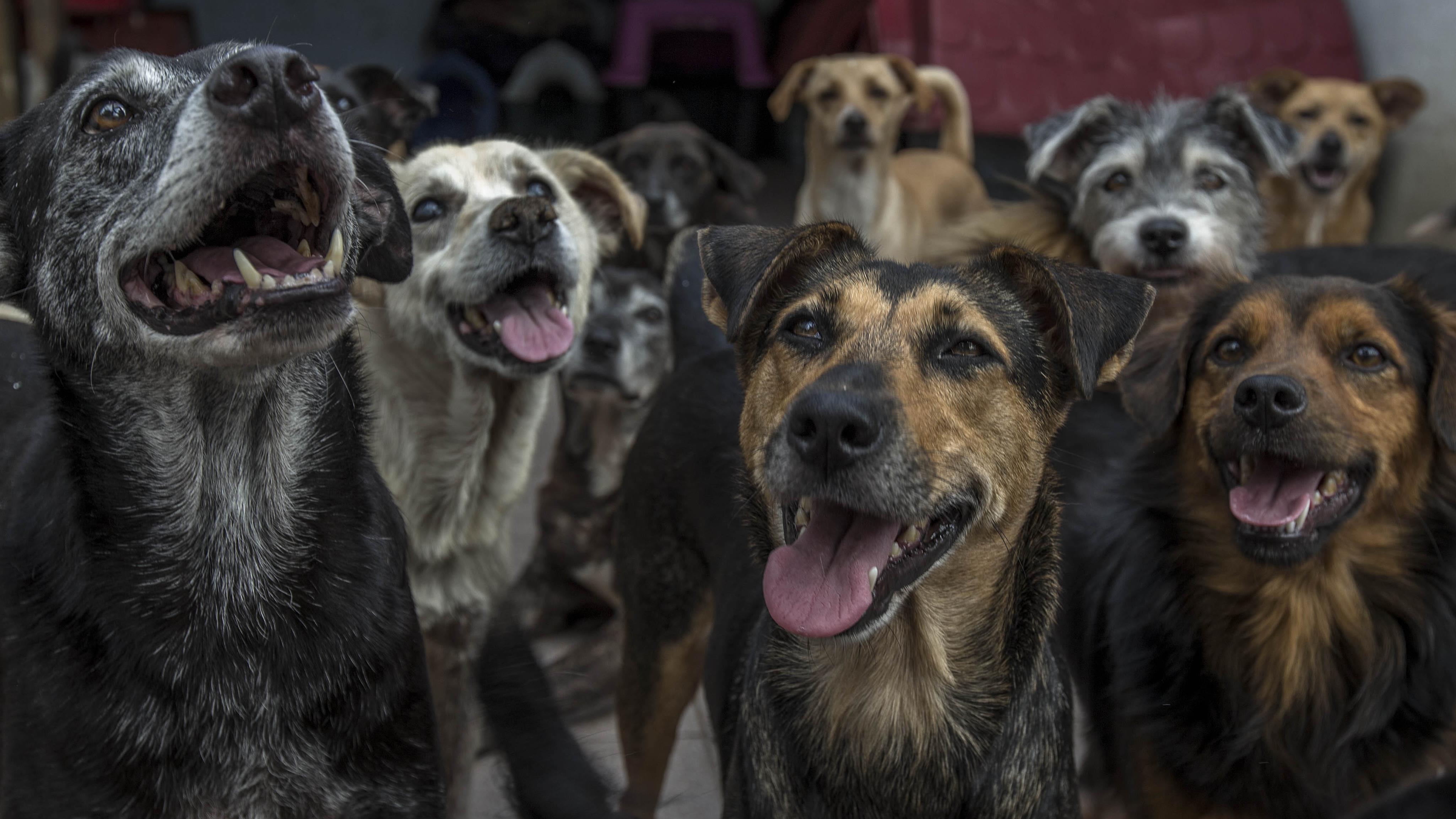 Projeto busca auxiliar abrigos e locais de acolhimentos  a manterem as atividades.