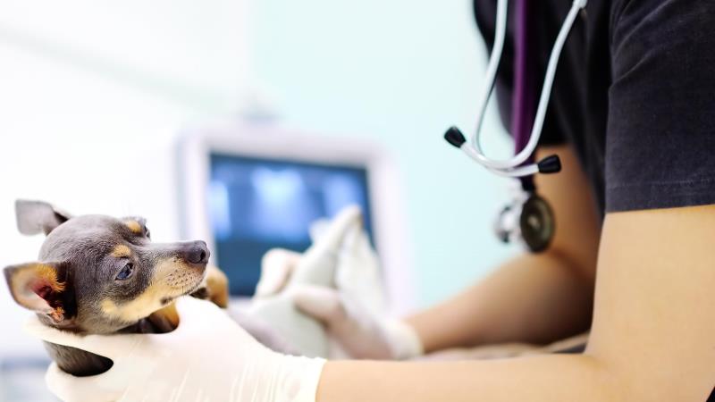 Atualmente, o exercício ilegal da medicina veterinária não é tipificado como crime específico, ao contrário da medicina humana, odontologia e farmácia.