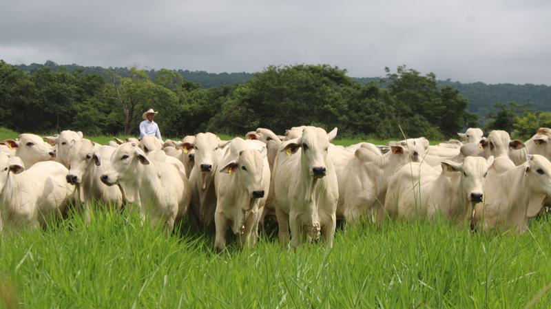 De acordo com a proposta, a exportação implica em longos trajetos em condições inadequadas para os animais.