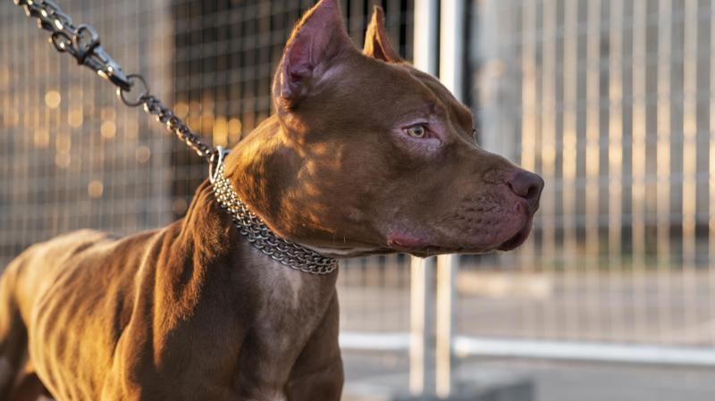 Parlamentar cita a raça pitbull na proposta.