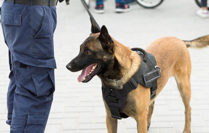 Texto aprovado prevê uso restrito e seguro de substâncias ilícitas no treinamento de cães farejadores.