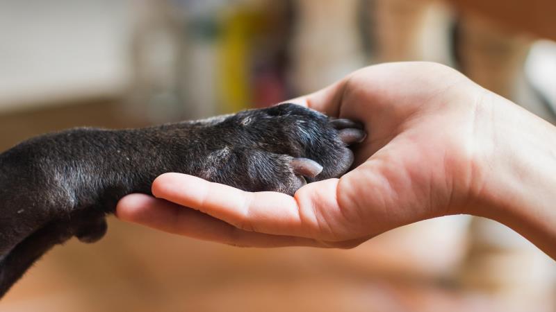 Conselheiros serão eleitos pela sociedade, em modelo semelhante aos conselhos tutelares atuais.