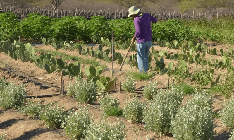 Medida beneficia pequenos agricultores.
