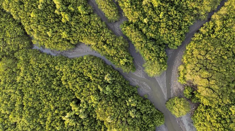 Silvicultura é a ciência que estuda as maneiras naturais e artificiais de restaurar e melhorar o povoamento nas florestas, para atender às exigências do mercado.