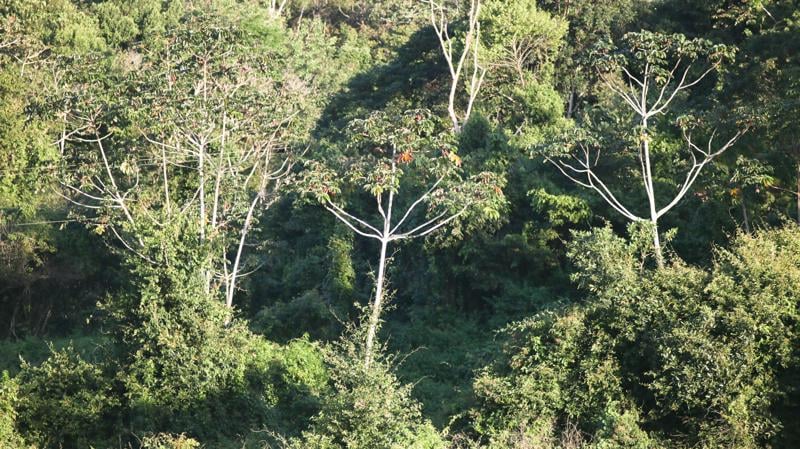 Mata Atlântica de Murici (AL), importante remanescente do bioma no Nordeste. Mata Atlântica de Murici (AL), importante remanescente do bioma no Nordeste.