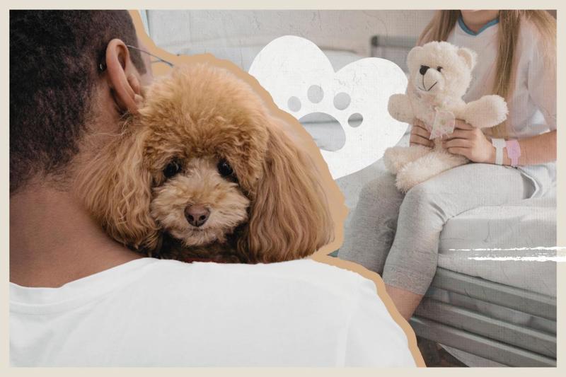 Proposta autoriza a entrada e a permanência de animais de estimação em hospitais. 