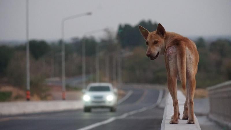Texto prevê que o flagrante pode ser comprovado por imagem, auto de infração ou ação policial.
