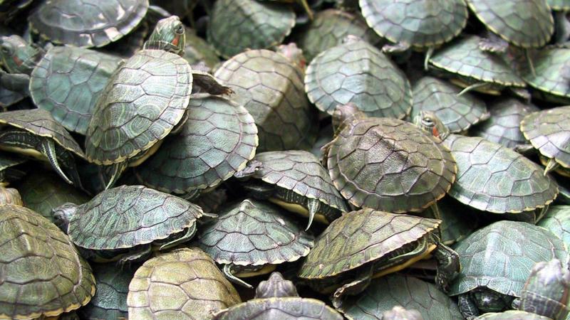 Projeto prevê maior reclusão nos casos em que ocorrer a morte do animal. 