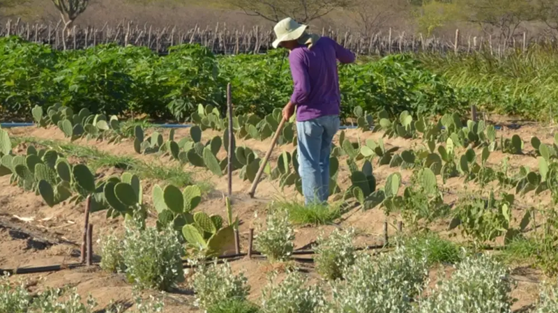 Projeto Dom Helder Câmara III busca fortalecer a agricultura familiar e a resiliência climática.