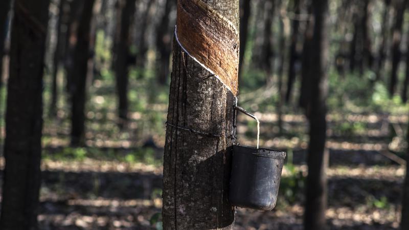 De acordo com Confúcio, foi prometido aos soldados da borracha que, ao término da guerra, eles seriam repatriados para suas terras de origem.