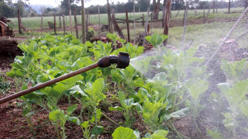 Produtor rural faz aplicação de composto químico para controle de fungos em horta.