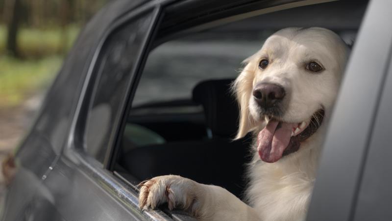 Aplicativos não poderão cobrar a mais pela presença de pets.