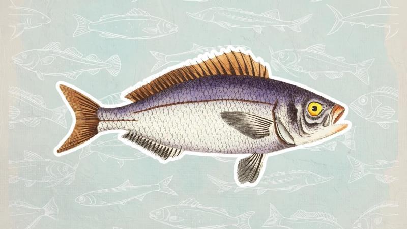 Projeto foi apresentado em 14 de novembro.