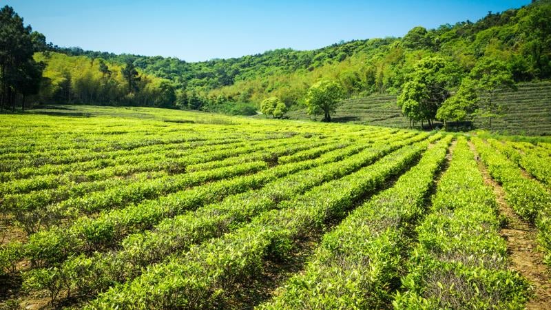 Manter os vetos significa aceitar um retrocesso logístico. 