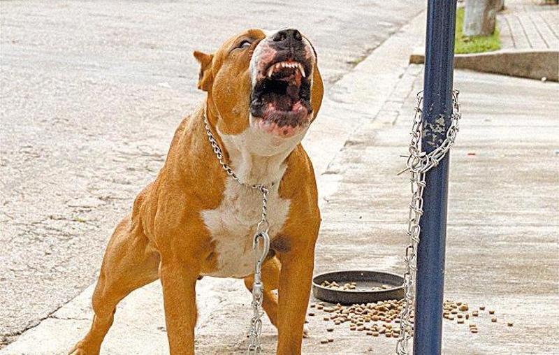 Em caso de morte, a pena do tutor pode chegar a 20 anos.