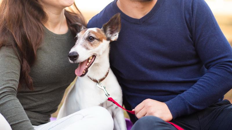 Projeto define regras para a guarda de animais de estimação nos casos de dissolução do casamento ou da união estável dos tutores.