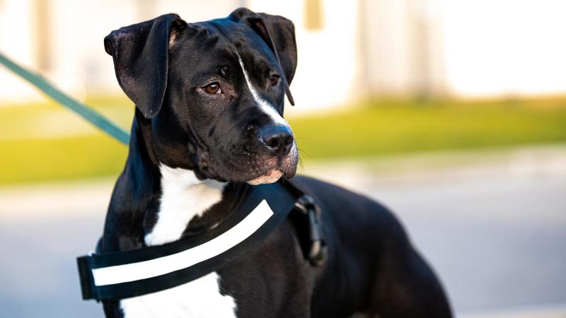 Projeto foi apresentado em 4 de dezembro.