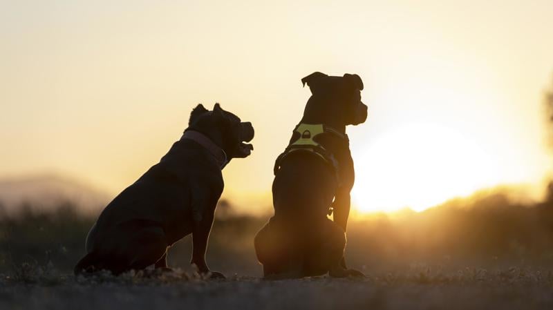 Texto prevê cooperação entre União, estados e municípios para castração, vacinação e combate ao abandono.