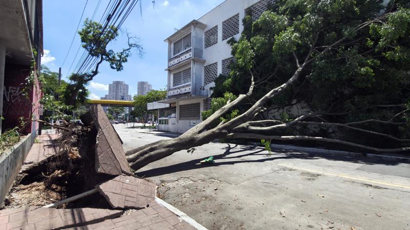 Queda de árvore próxima a avenida do Estado em São Paulo (SP)