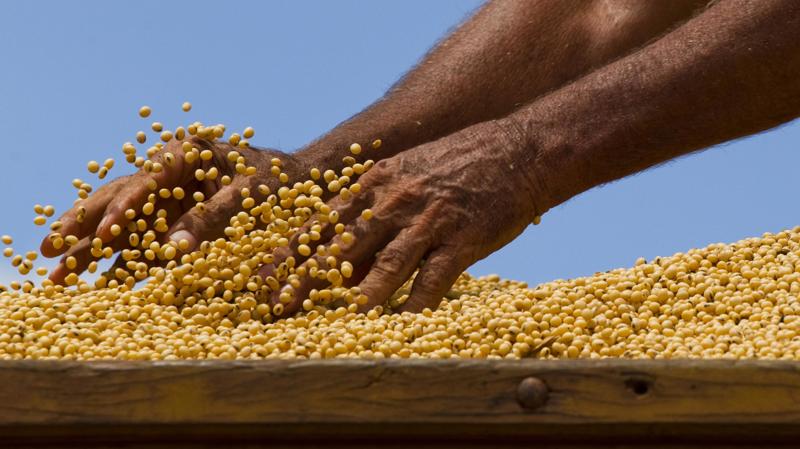 Detalhe das mãos de homem ao manipular grãos de soja durante a colheita do final da safra na fazenda Morro Azul (MT).